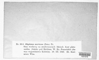 Rhytisma acerinum image
